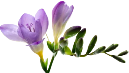  Beautiful background with purple freesia flowers © ramona georgescu