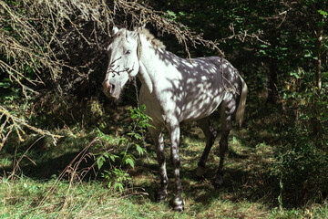 White horse in the forest