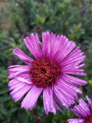 Obraz premium close-up of a pink flower with raindrops