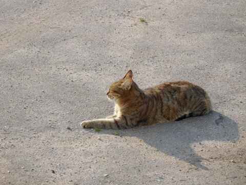 gray cat basking in the sun on the pavement