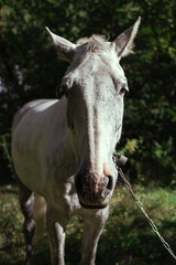 Obraz premium White horse head frontal portrait. Horse in the forest.