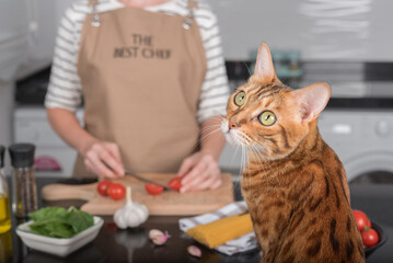 The cat is watching how her mistress prepares food.
