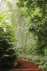 path in the woods