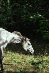 White horse in the forest