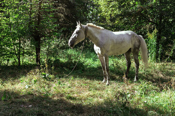 A white horse grazes in a forest in a clearing