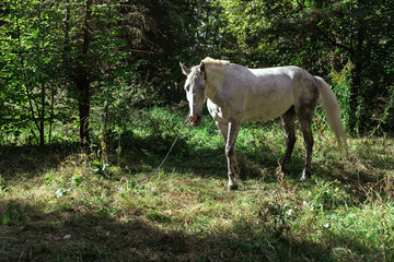 Obraz na płótnie Canvas A white horse grazes in a forest in a clearing