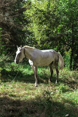 Obraz na płótnie Canvas A white horse grazes in a forest in a clearing