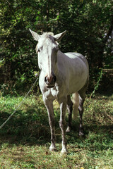 Naklejka na ściany i meble A white horse grazes in a forest in a clearing