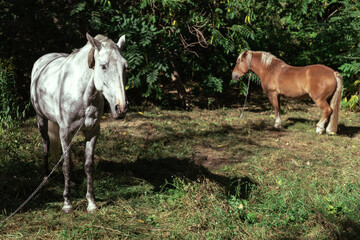 Naklejka na ściany i meble White and brown horse graze in the forest