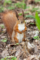 A squirrel on its hind legs in the grass in spring.