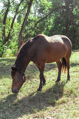 Obraz premium Brown horse eats grass in a meadow in the forest