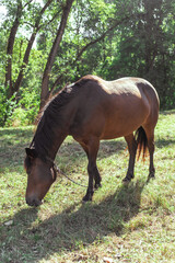Brown horse eats grass in a meadow in the forest