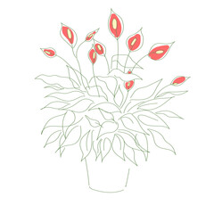 vector illustration plant spathiphyllum hand line contour 