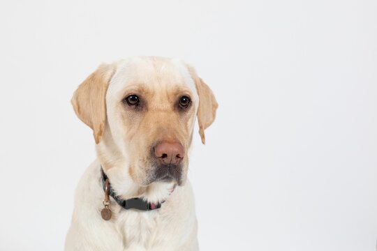 Portrait Of A Yellow Labrador Dog On A White Background