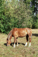 Obraz premium Brown horse eats grass in a meadow in the forest
