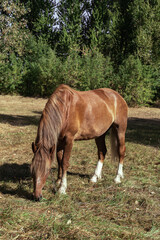 Obraz premium Brown horse eats grass in a meadow in the forest