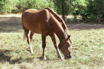 Obraz premium Brown horse eats grass in a meadow in the forest
