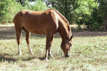 Obraz premium Brown horse eats grass in a meadow in the forest