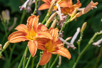 Fototapeta premium Orange daylily ((hemerocallis fulva) flowers in bloom