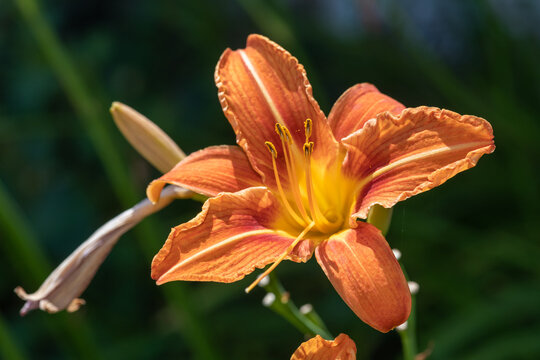 Orange daylily ((hemerocallis fulva) flower