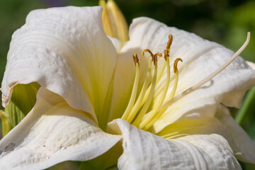 Close up of a white daylily  flower in bloom