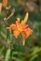 Close up of an orange daylily ((hemerocallis fulva) flower in bloom