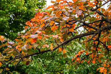 Autumn nature. reddened pear tree leaves. Raindrops on leaves. Green trees on the background.. Deserted. No people. Wilderness nature.