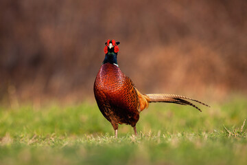 Common pheasant, phasianus colchicus, walking on grassland in autumn nature. Cock approaching on...