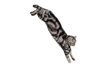 black and white cat during the jump isolated