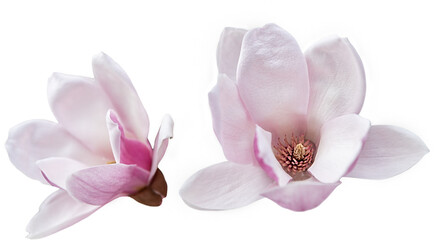 Two magnolia flowers isolated on transparent background. close-up of beautiful magnolia flowers:...