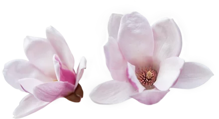 Deurstickers Two magnolia flowers isolated on transparent background. close-up of beautiful magnolia flowers: front and side © Olha