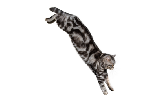 black and white cat during the jump isolated