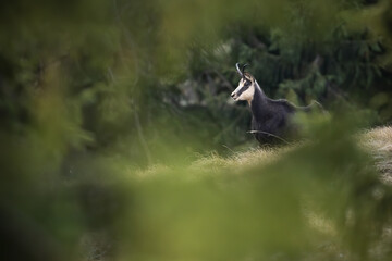 Tatra chamois, rupicapra rupicapra tatrica, standing on dry grassland in autumn. Wild goat looking on mountains in fall. Brown mammal with horns watching on field.