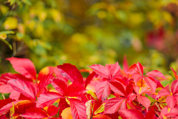 Red autumn leaves of Parthenoc ssus quinquefolia Virginia creeper . Red ivy leaves in autumn. Copy space