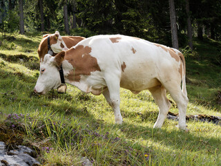 A herd of cows grazing in a mountain meadow