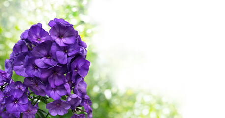 A bush of blue paradise phloxes on a blurred garden background