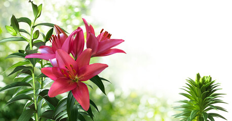 A bush of blooming of asiatic burgundy lilies on a blurry garden background