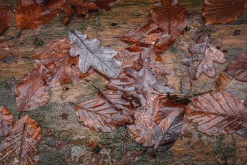 wet brown autumn leaves stuck on green tree trunk