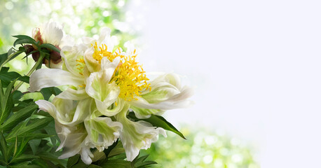 A large bush of rare variety of white peonies isolated on a blurred garden background.