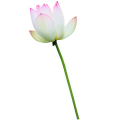 Lotus, water lily, flower, beautiful lotus, pink lotus, white lotus,leaf, nature, spring, summer, spring greenery, yellow, green, isolated, transparent background, blossom, flora, floral, flower