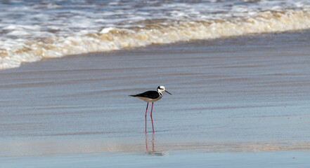 Photograph of a White-backed stilt. The bird was found on the beach of Xangri-lá, in Rio Grande do Sul, Brazil.	