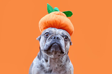 Funny French Bulldog dog with Halloween pumpkin hat on orange background