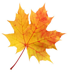 Naklejka na ściany i meble Autumn red-yellow maple leaf isolated. Herbarium, one fallen leaf. 