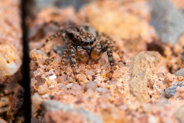 A macro portrait of a very tiny jumping spider, you can see the details in the eyes and legs of the predator. It is camouflaged on the stone ground it is sitting on.