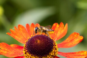 A macro portrait of a honey bee sitting on a helenium moerheim or mariachi flower collecting pollen to bring back to its hive. The useful insect is searching the entire red flower.