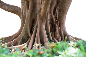 Indian rubber bush (Ficus elastica) trunk and roots