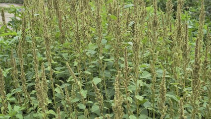 Green plants and flowers of Amaranthus powellii also known as Powells amaranth, pigweed, smooth, Green amaranth.