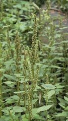 Green plants and flowers of Amaranthus powellii also known as Powells amaranth, pigweed, smooth,...