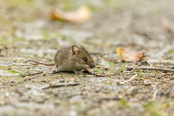 House mouse (Mus musculus) on the ground.