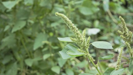 Green plants and flowers of Amaranthus powellii also known as Powells amaranth, pigweed, smooth, Green amaranth. - obrazy, fototapety, plakaty